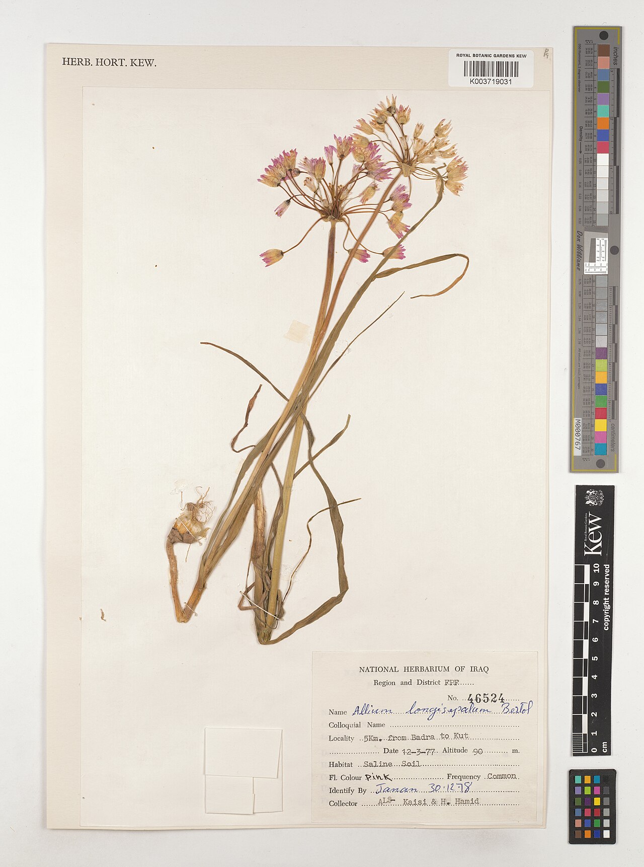 Allium longisepalum: Allium longisepalum — Herbarium specimen from Region and District FPF; 5Km. from Badra to Kut, Iraq. Collected by Al-Kaisi; Hamid, H. (1977-03-12). Recorded in