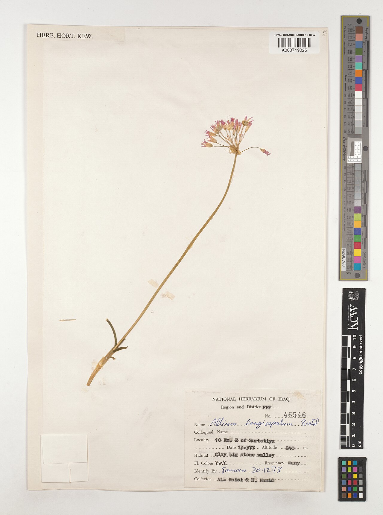 Allium longisepalum: Allium longisepalum — Herbarium specimen from Region and District FPF; 10 Km. E of Zurbatiya, Iraq. Collected by Al-Kaisi; Hamad, K. (1977-03-13). Recorded in G