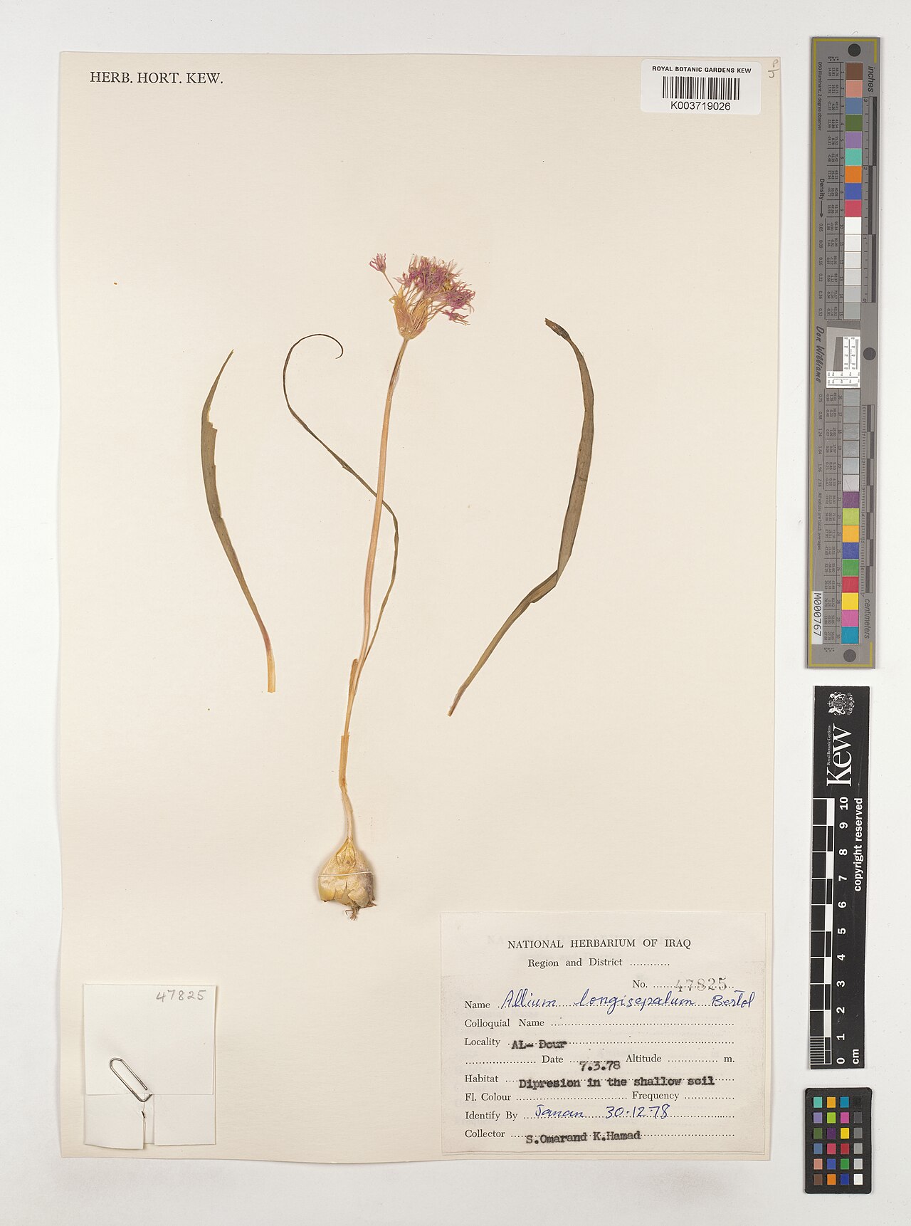 Allium longisepalum: Allium longisepalum — Herbarium specimen from Al-Dour, Iraq. Collected by Omarand, S.; Hamad, K. (1978-03-07). Recorded in GBIF occurrence 4602119823 .