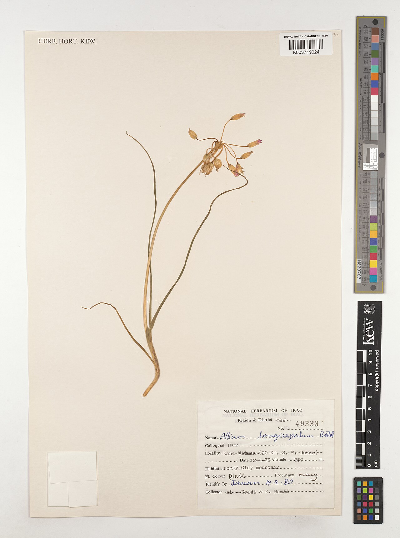 Allium longisepalum: Allium longisepalum — Herbarium specimen from Region & District MSU; Kani Witman (20 km. S. W. Dukan), Iraq. Collected by Al-Kaisi; Hamad, K. (1978-04-12). Reco