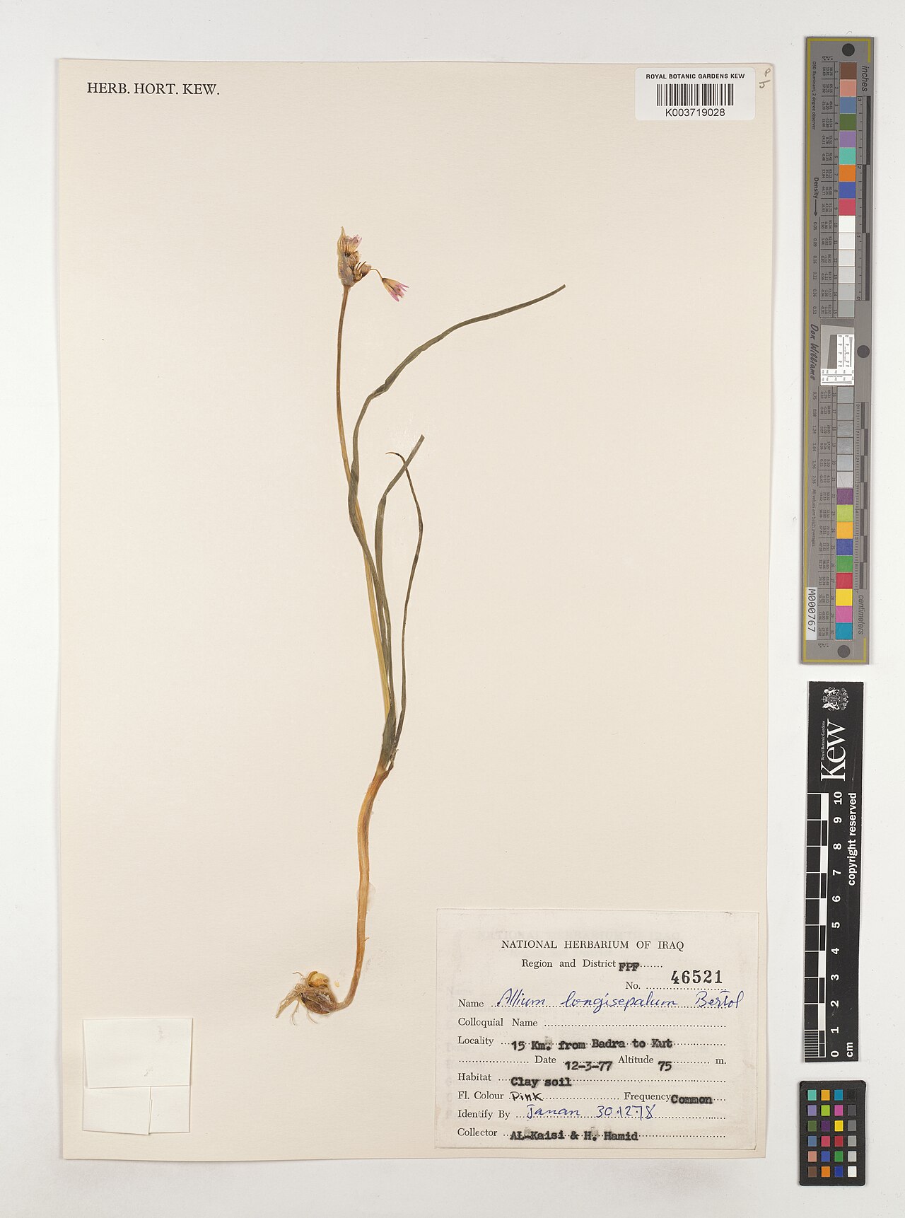 Allium longisepalum: Allium longisepalum — Herbarium specimen from Region and FPF; 15 km. from Badra to Kut, Iraq. Collected by Al-Kaisi; Hamid, H. (1977-03-12). Recorded in GBIF oc