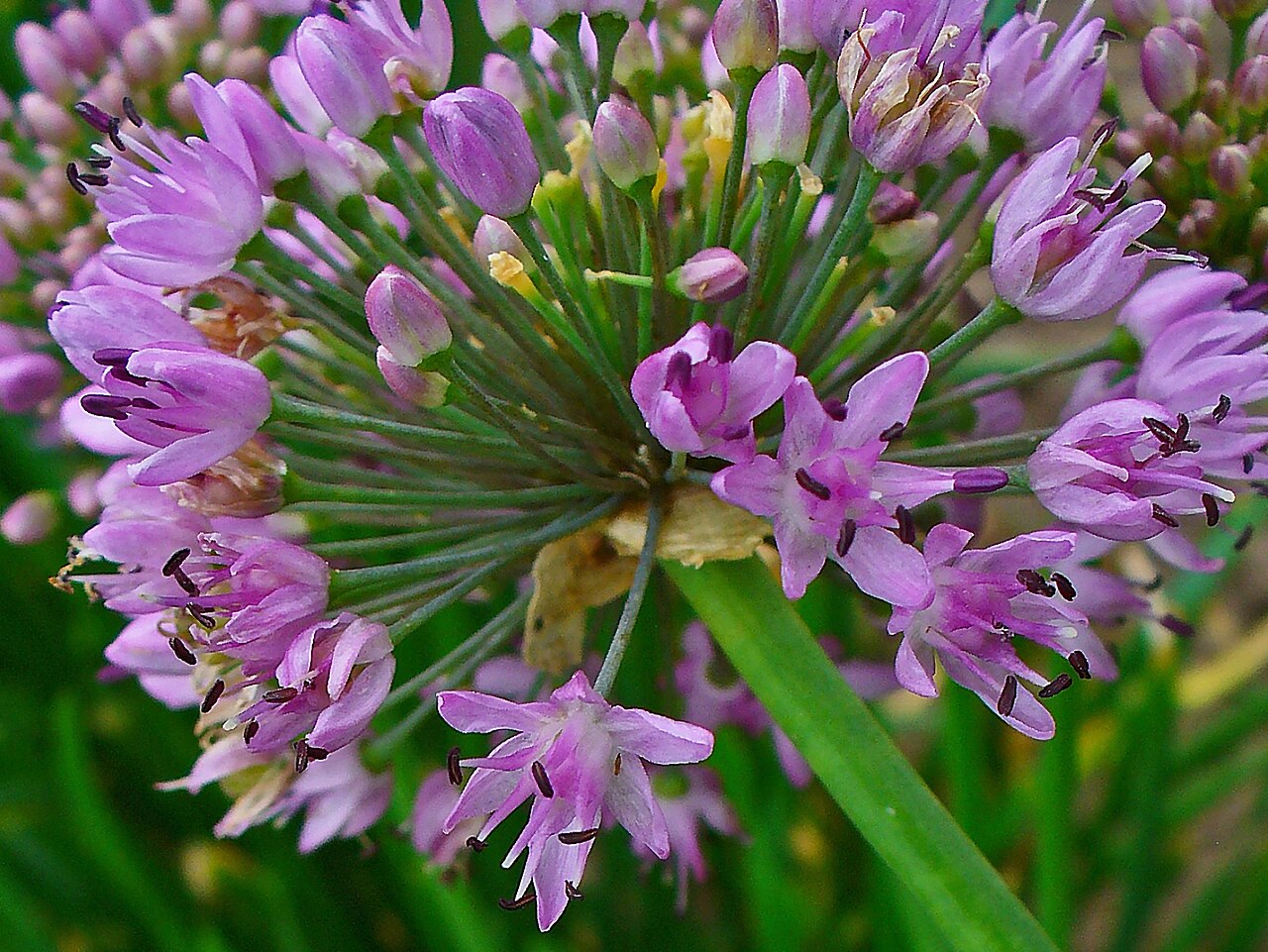 Allium lusitanicum: Allium lusitanicum , Alliaceae, Mountain Garlic, flowers; Stutensee, Germany.