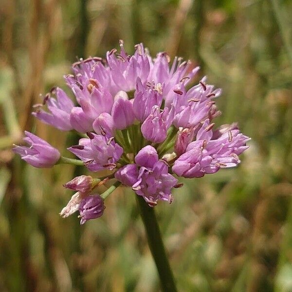 Allium lusitanicum (Allium lusitanicum)