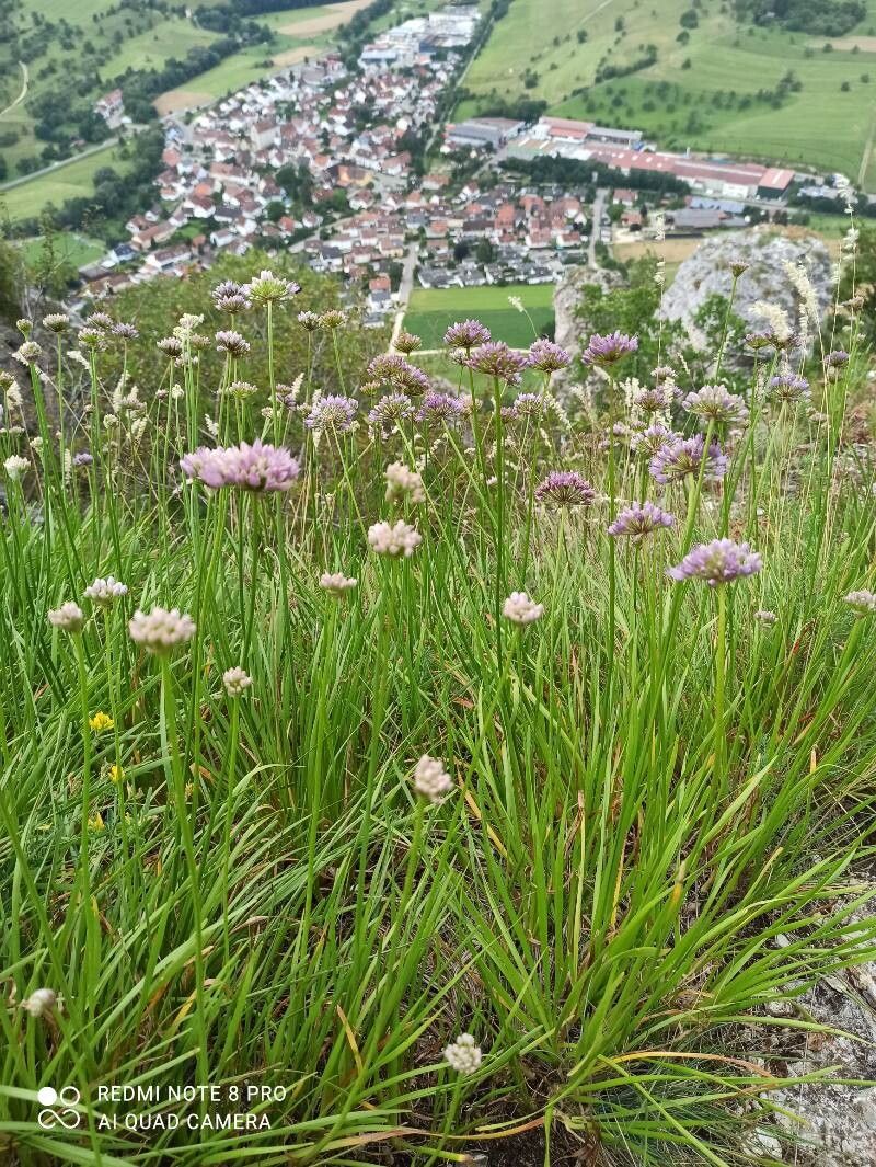 Allium lusitanicum (Allium lusitanicum)