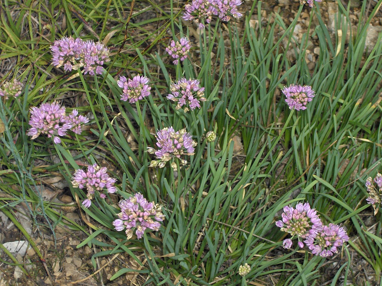 Allium lusitanicum (Allium lusitanicum)