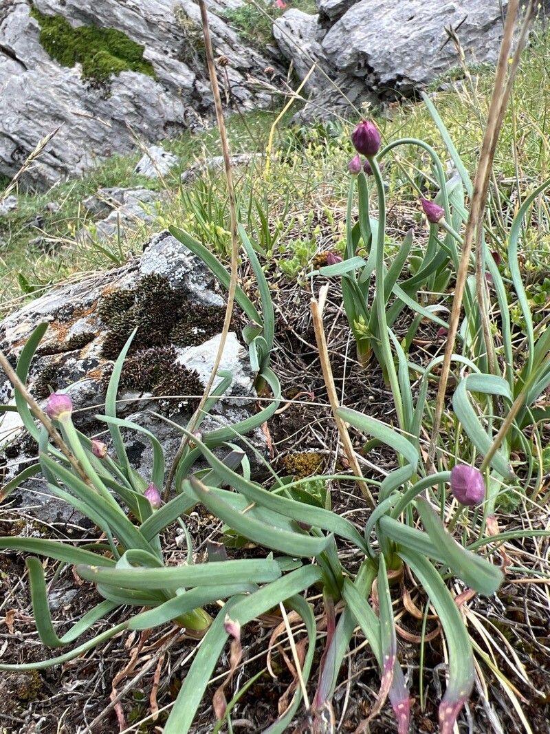 Allium lusitanicum (Allium lusitanicum)