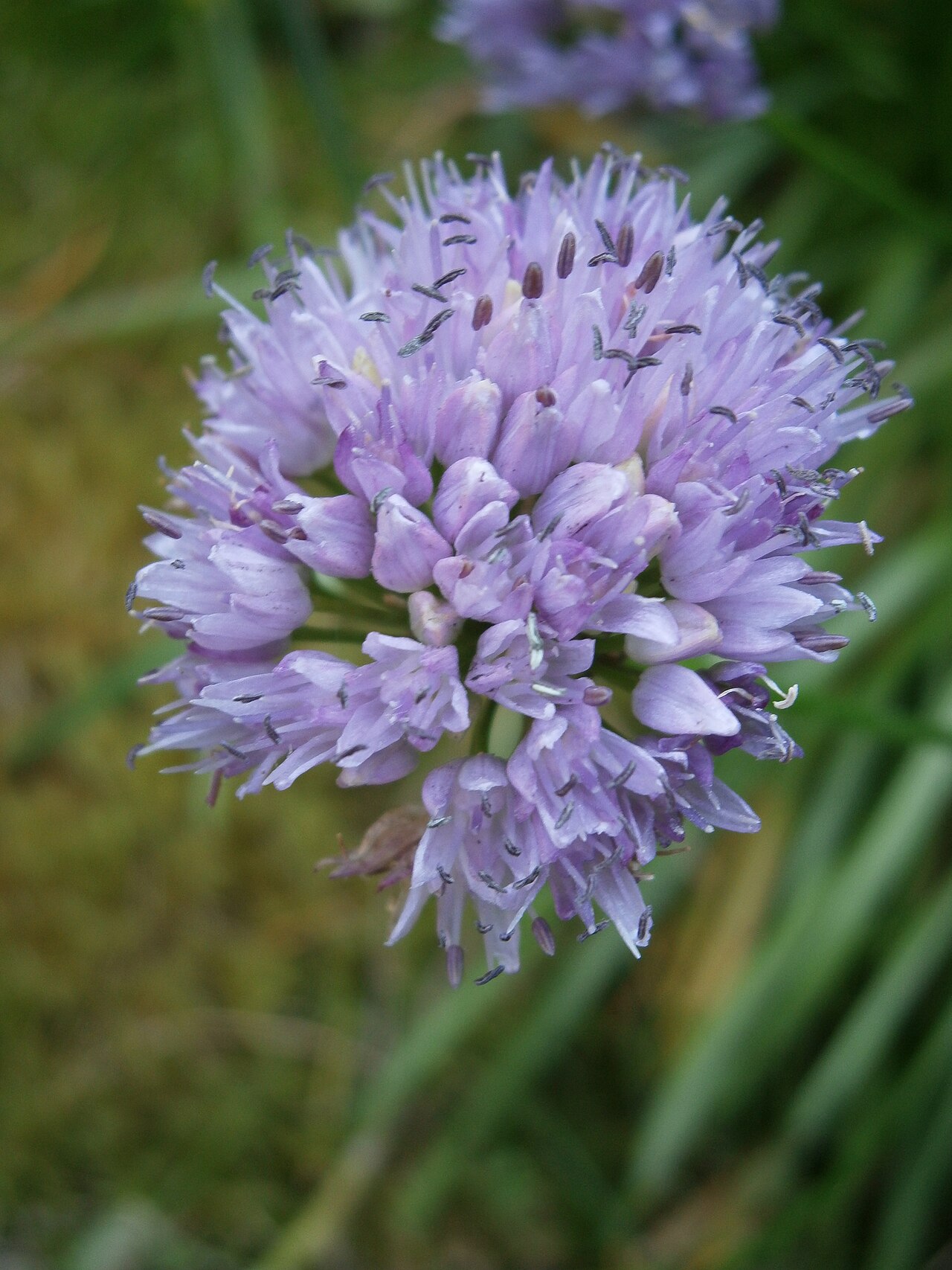 Allium lusitanicum: Allium lusitanicum close-up