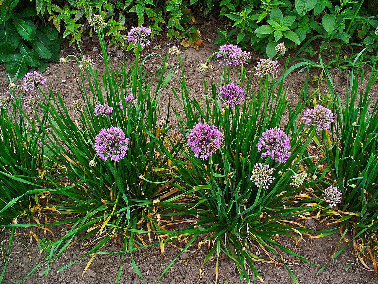 Allium lusitanicum: Allium lusitanicum , Alliaceae, Mountain Garlic, habitus; Stutensee, Germany.