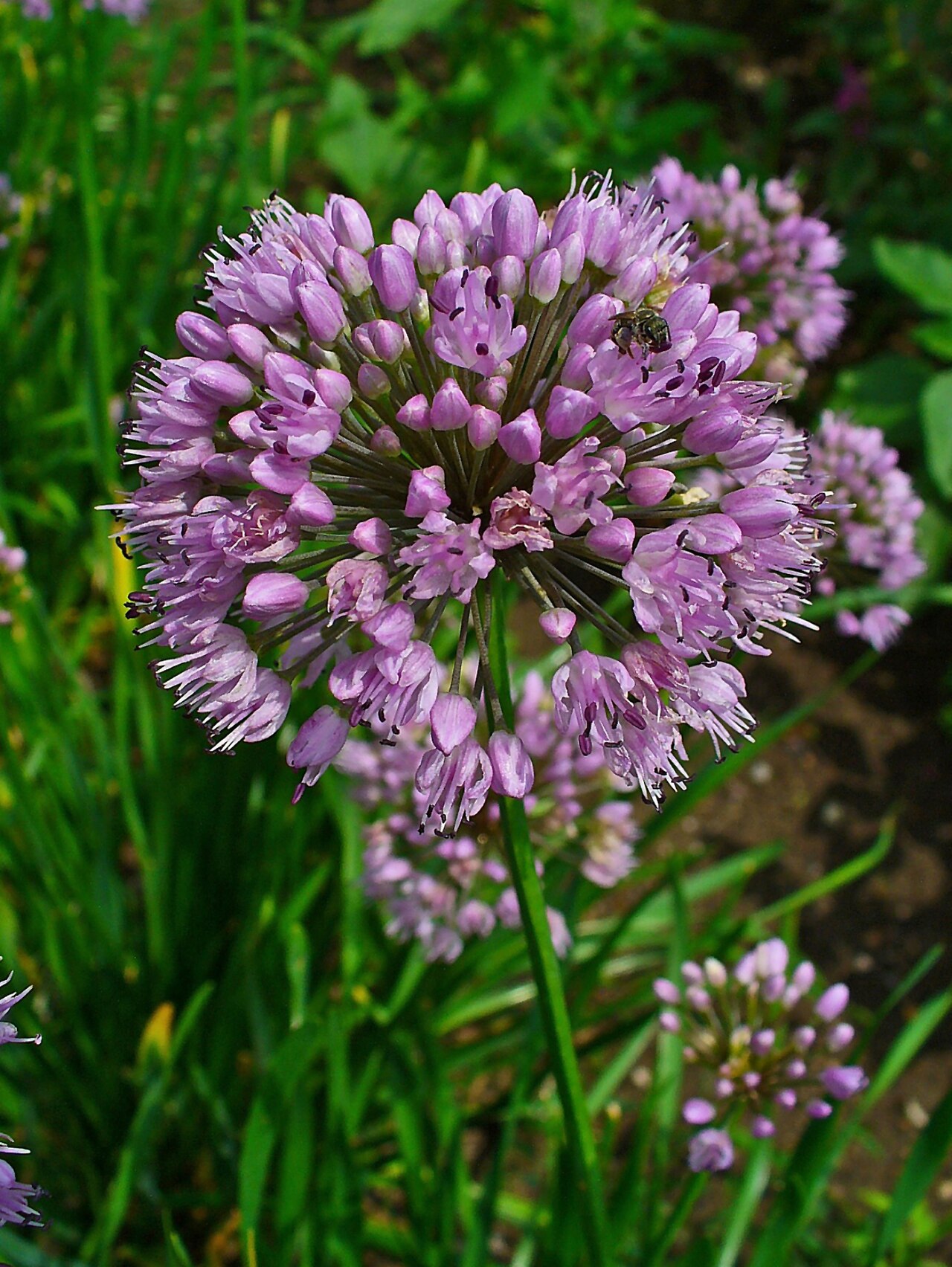 Allium lusitanicum: Allium lusitanicum , Alliaceae, Mountain Garlic, inflorescence; Stutensee, Germany.