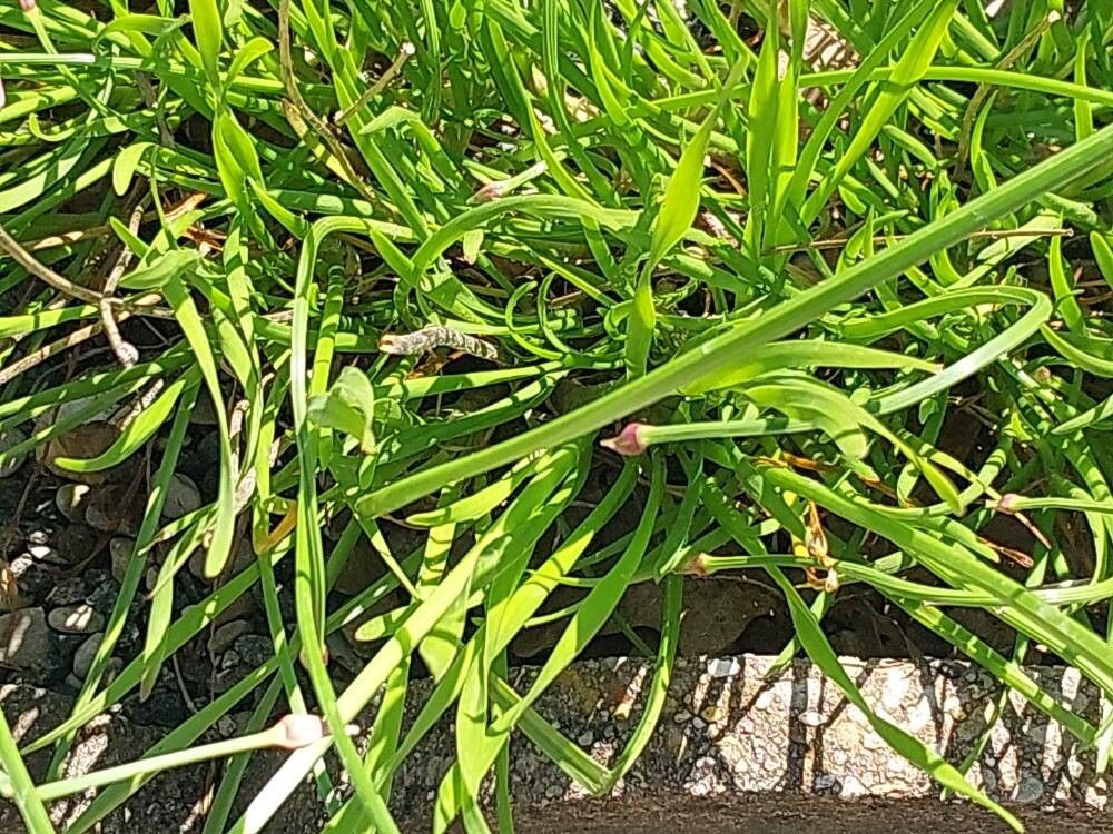Allium lusitanicum (Allium lusitanicum)