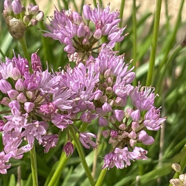 Allium lusitanicum (Allium lusitanicum)