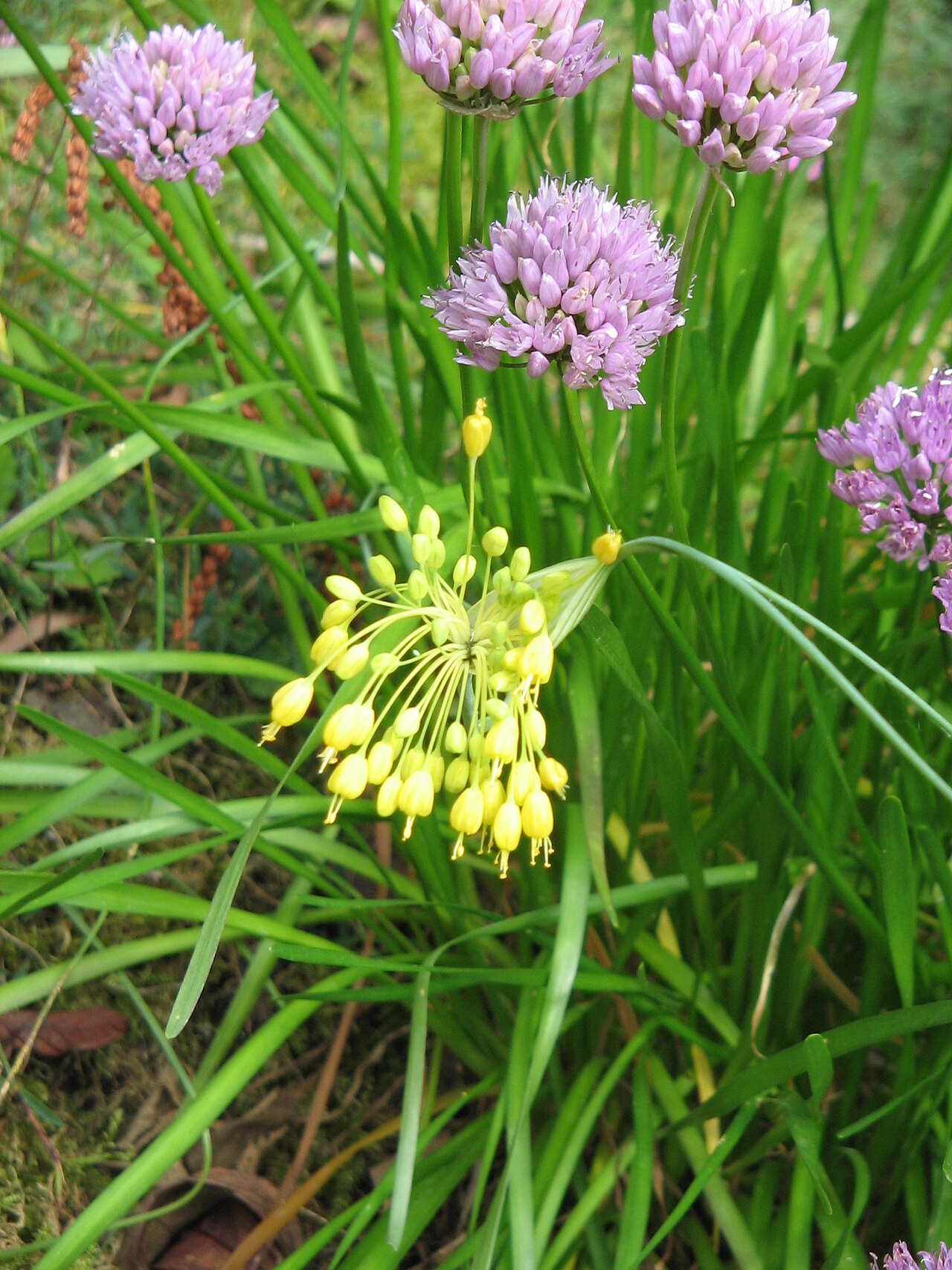 Allium lusitanicum: Allium flavum & Allium lusitanicum