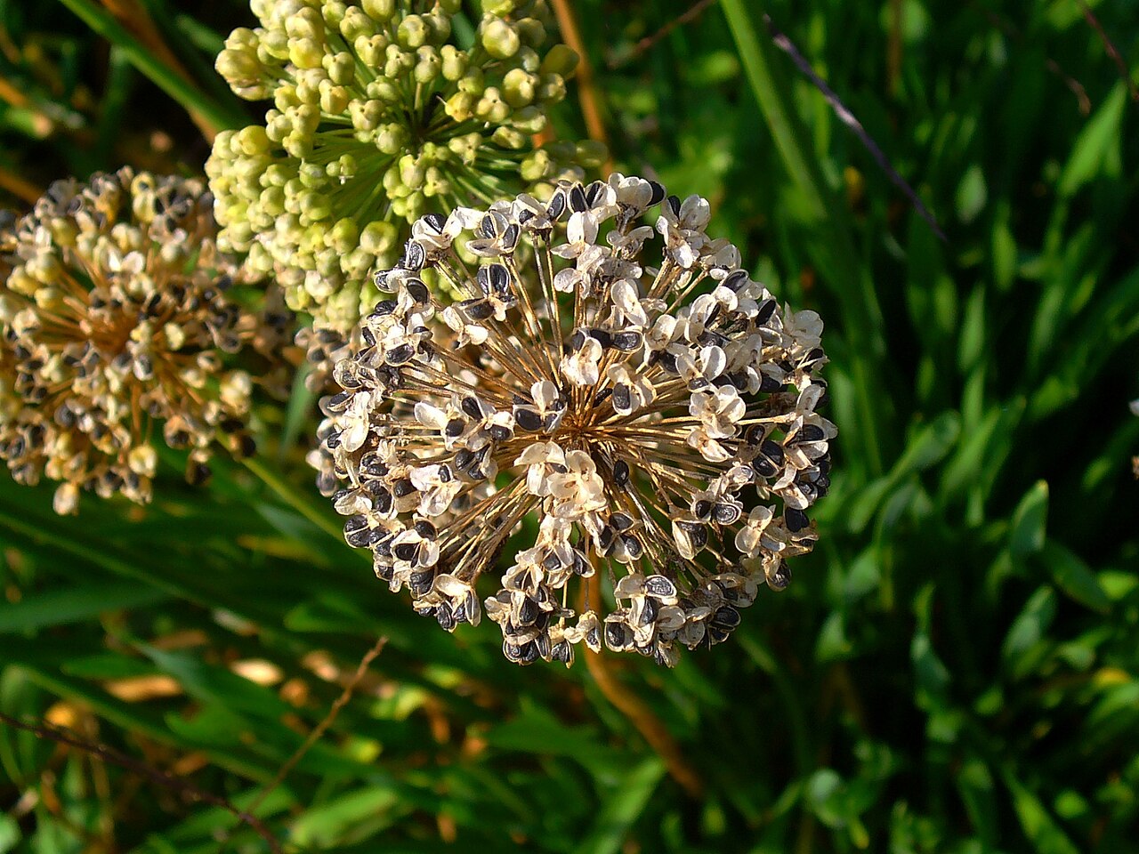 Allium lusitanicum: Allium lusitanicum , Alliaceae, Mountain Garlic, habitus; Stutensee, Germany.