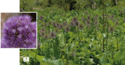 Allium macleanii: Allium macleanii in Tajikistan.