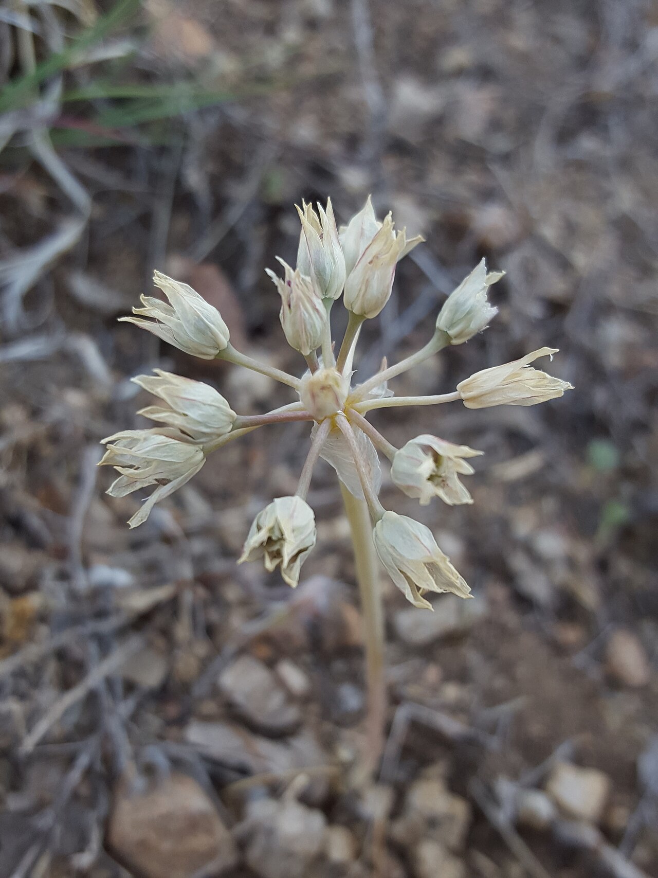 Largeflower onion: Largeflower onion ( Allium macropetalum ) in the United States