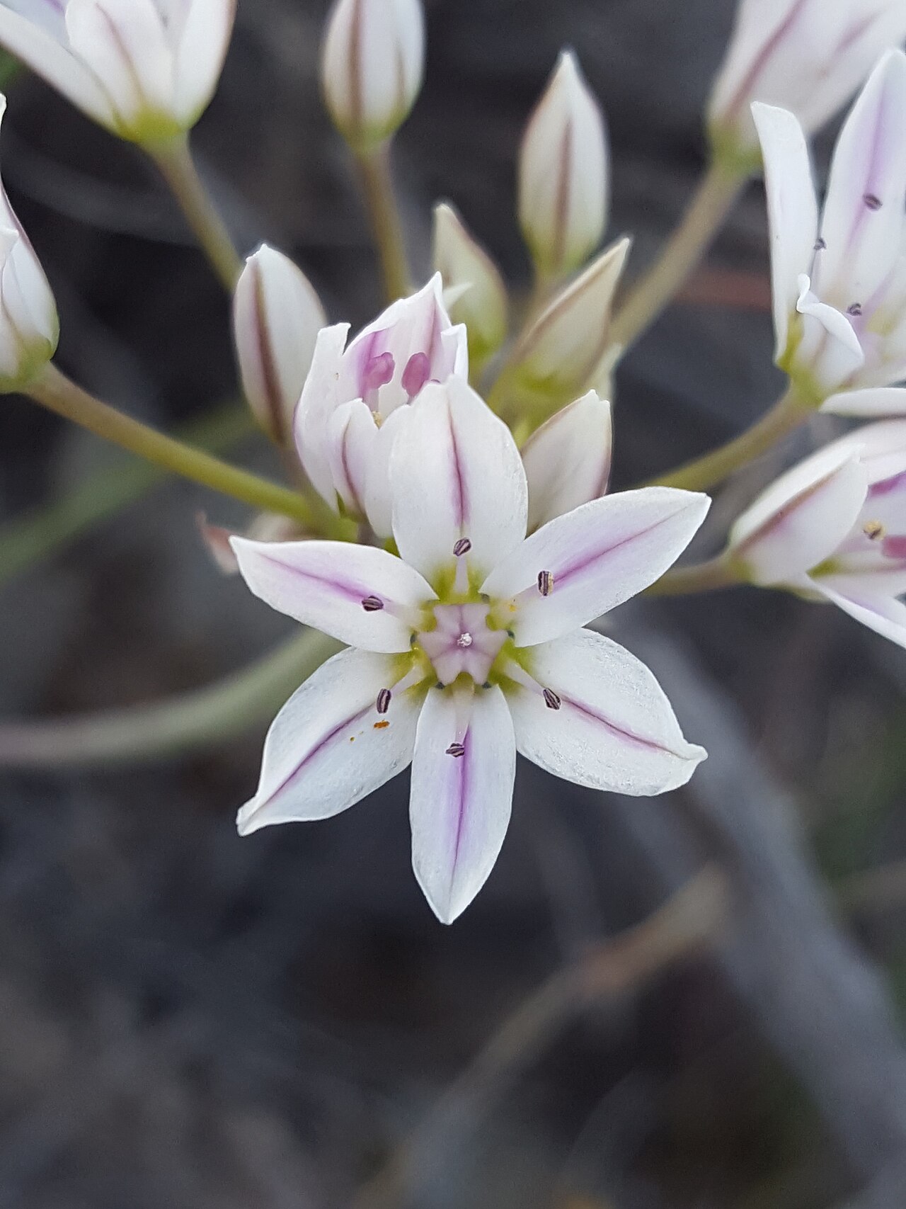 Largeflower onion: Largeflower onion ( Allium macropetalum ) in the United States