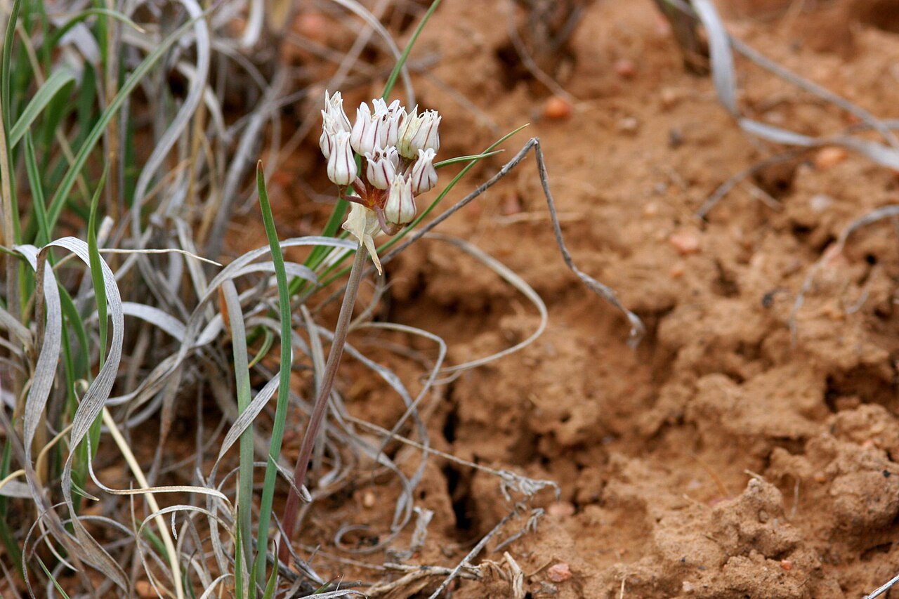 Largeflower onion: Allium macropetalum on the south side of Caja del Rio Plateau, about 4 miles north of the Santa Fe Municipal Airport, 35.6984 -106.0787, Santa Fe County, New Me