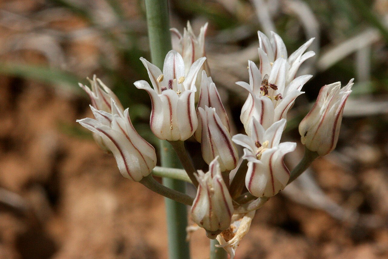 Largeflower onion: Allium macropetalum on the south side of Caja del Rio Plateau, about 4 miles north of the Santa Fe Municipal Airport, 35.6984 -106.0787, Santa Fe County, New Me