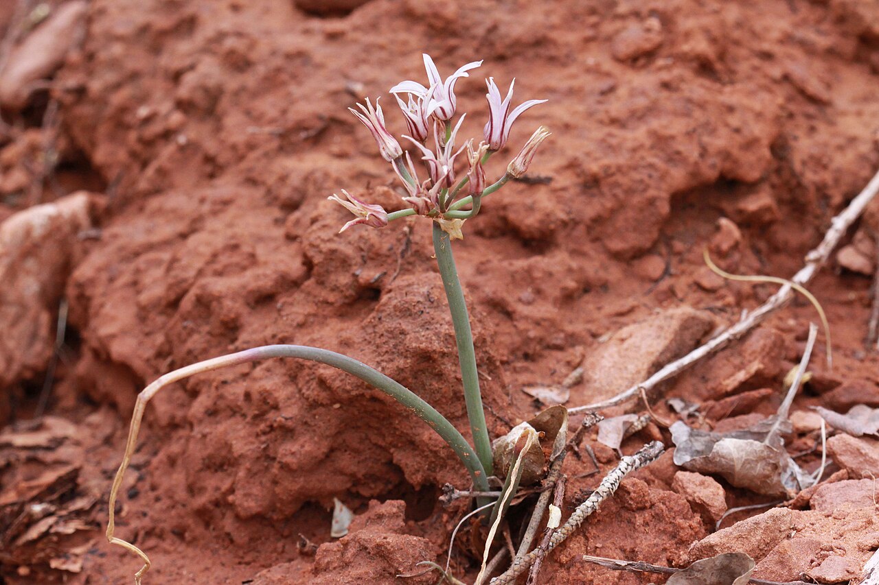 Largeflower onion: Large-flower onion (Allium macropetalum) or Prairie onion, Textile onion (Allium textile), Lily family (Liliaceae). Windows Trail, Arches Natl. Park, Utah. The