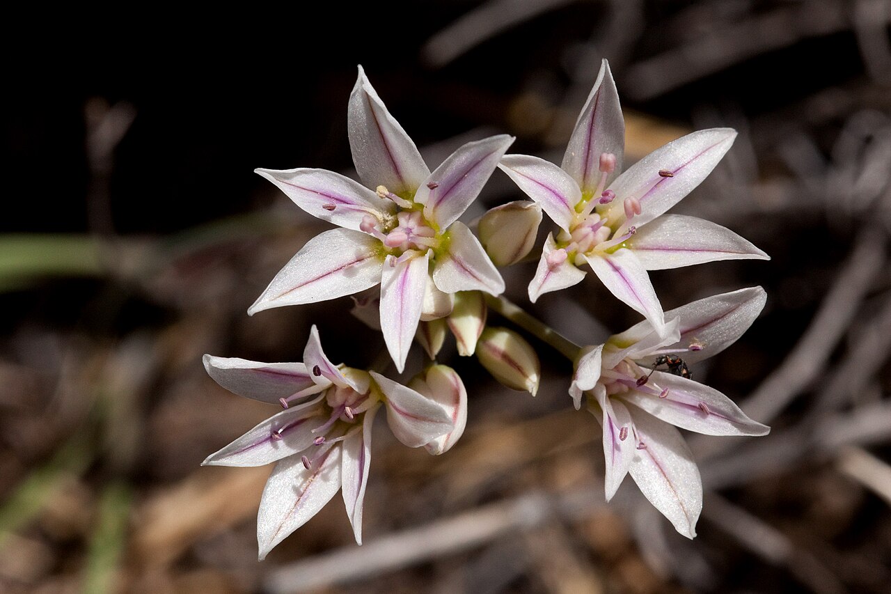 Largeflower onion: Allium macropetalum , Anemone Ridge, north side of US Hwy 70 east of San Augustin Peak, 32.438 -106.541, Doña Ana County, New Mexico, 24 Mar 2014.