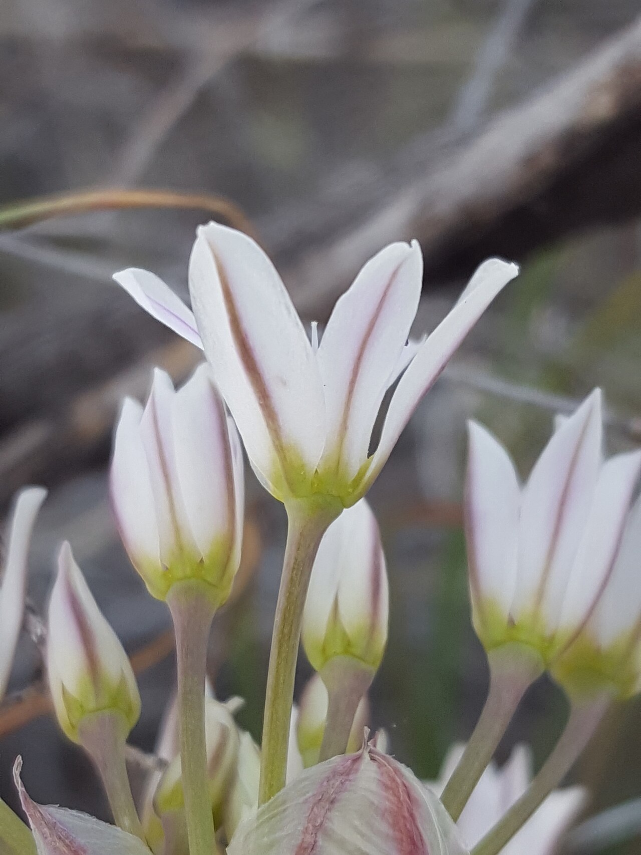 Largeflower onion: Largeflower onion ( Allium macropetalum ) in the United States