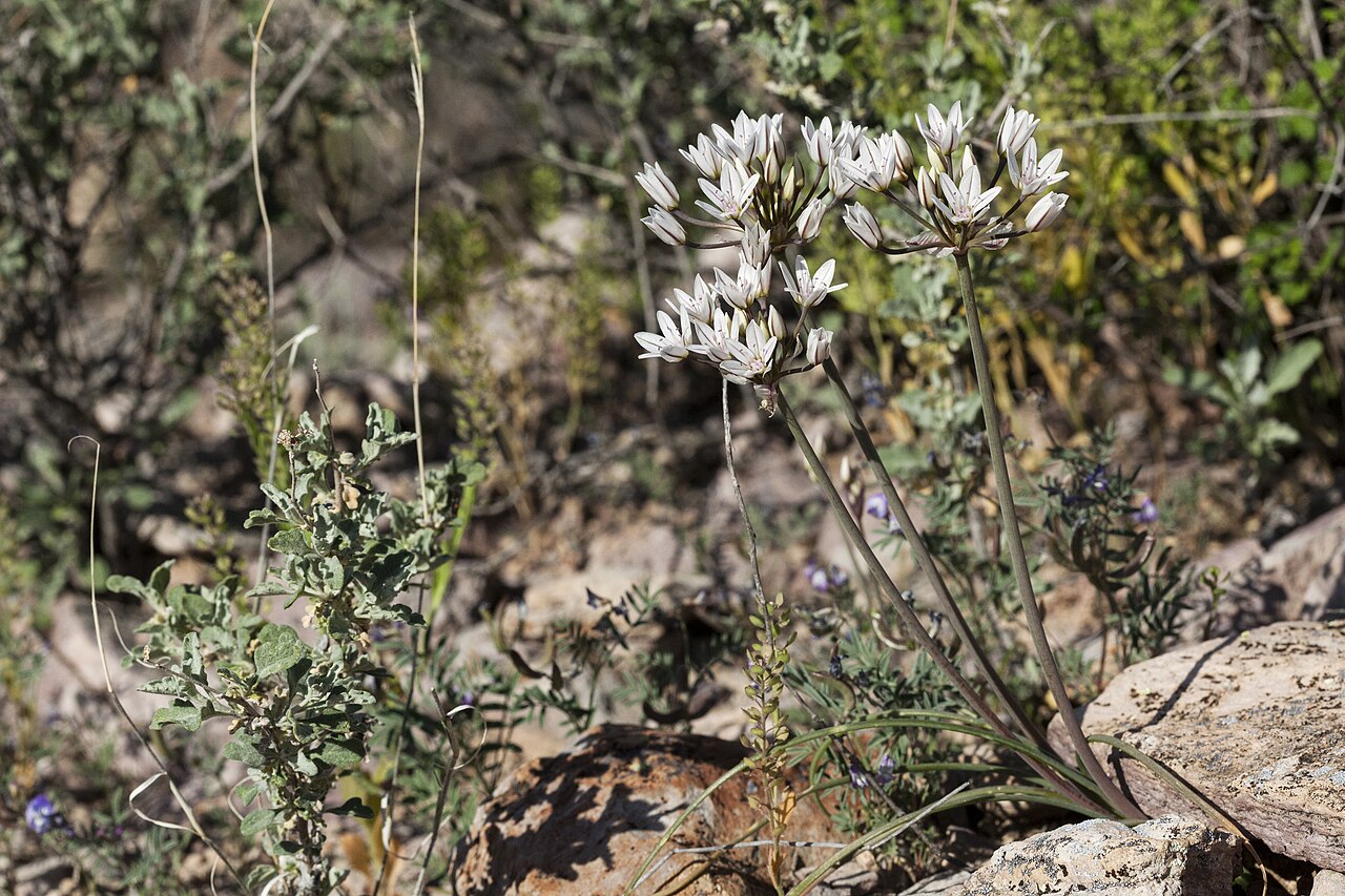 Largeflower onion: Allium macropetalum , between the Cedar Hills and Faulkner Canyon, west-northwest of Lookout Peak, 32.4717 -106.9973, Doña Ana County, New Mexico, 11 Apr 2020.