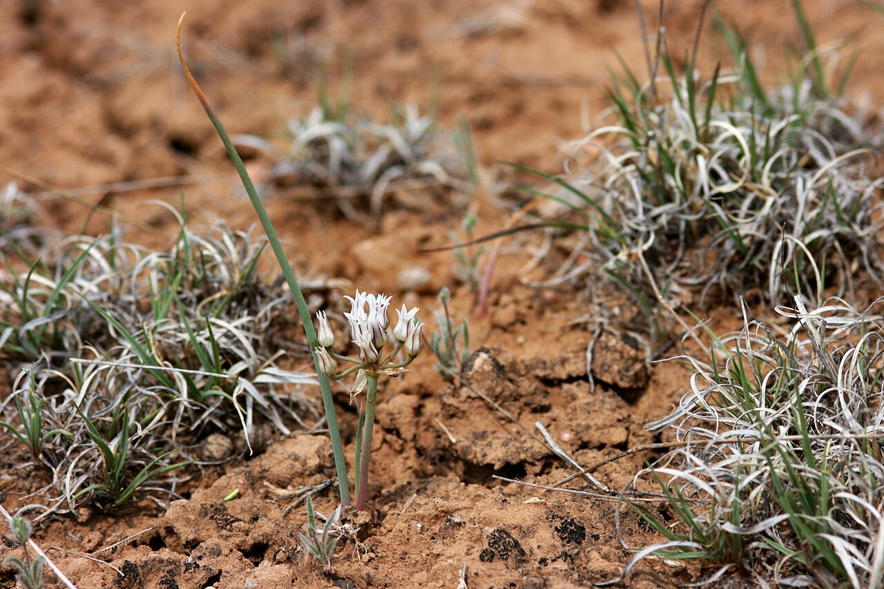 Largeflower onion: Allium macropetalum on the south side of Caja del Rio Plateau, about 4 miles north of the Santa Fe Municipal Airport, 35.6984 -106.0787, Santa Fe County, New Me