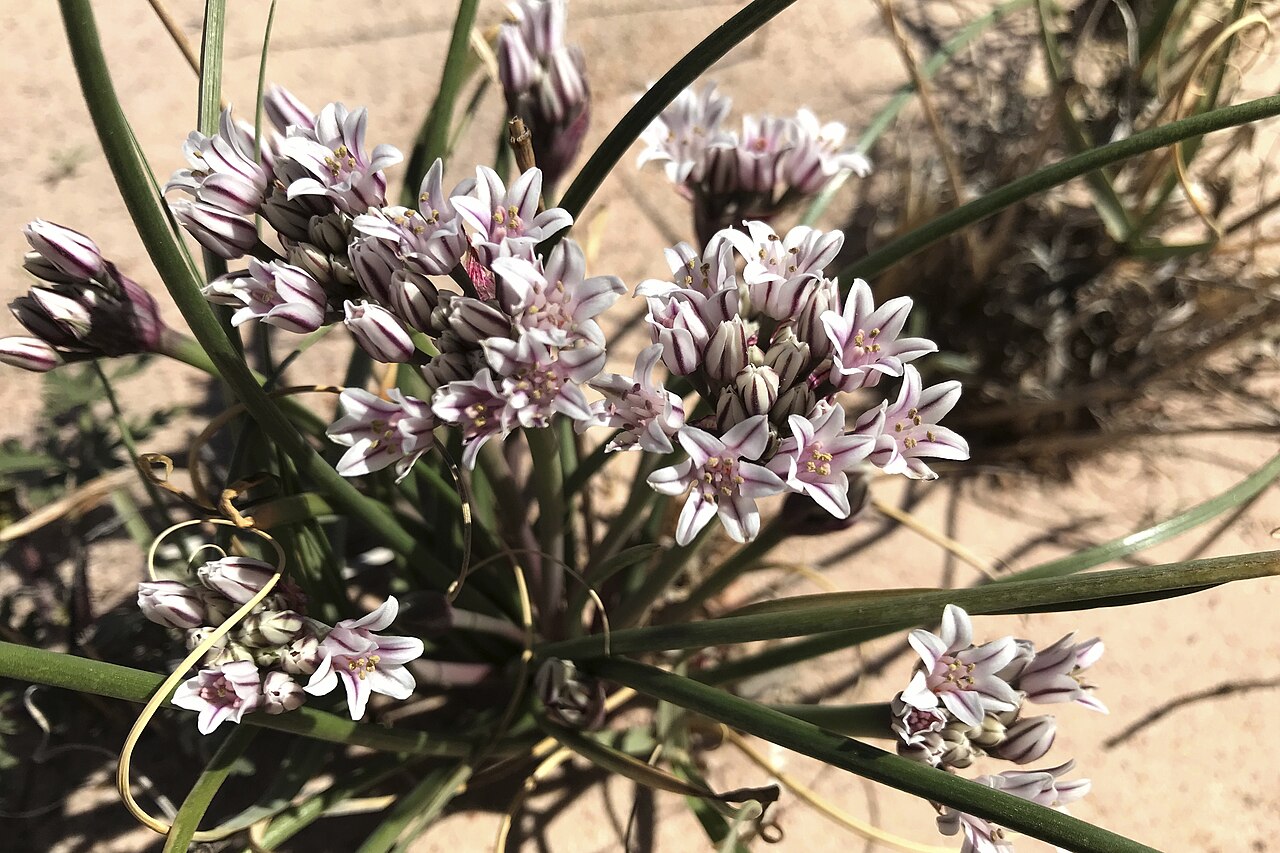 Largeflower onion: Figure 4 c; Amaranthacaeae, Amaryillidaceae, Anacardiaceae, and Apiaceae. Photos by P.C. Sokoloff. Allium macropetalum (Sokoloff et al. 1319).