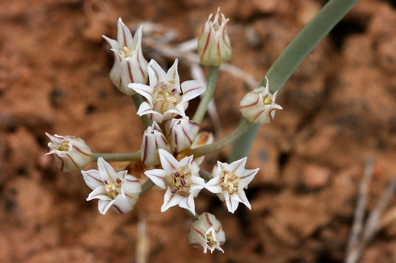 Largeflower onion: Allium macropetalum on the south side of Caja del Rio Plateau, about 4 miles north of the Santa Fe Municipal Airport, 35.6984 -106.0787, Santa Fe County, New Me
