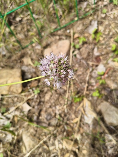 Long-stamen chive (Allium macrostemon)