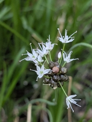 Long-stamen chive (Allium macrostemon)