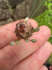 Long-stamen chive (Allium macrostemon)