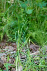 Long-stamen chive (Allium macrostemon)
