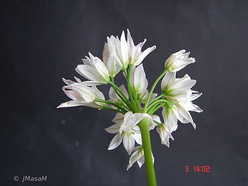 Allium massaessylum: Inflorescencia de Allium massaessylum