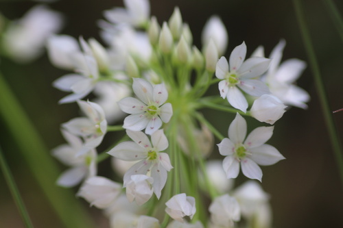 Papery onion (Allium membranaceum)