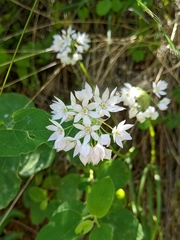 Papery onion (Allium membranaceum)