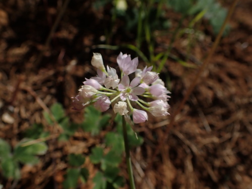 Papery onion (Allium membranaceum)