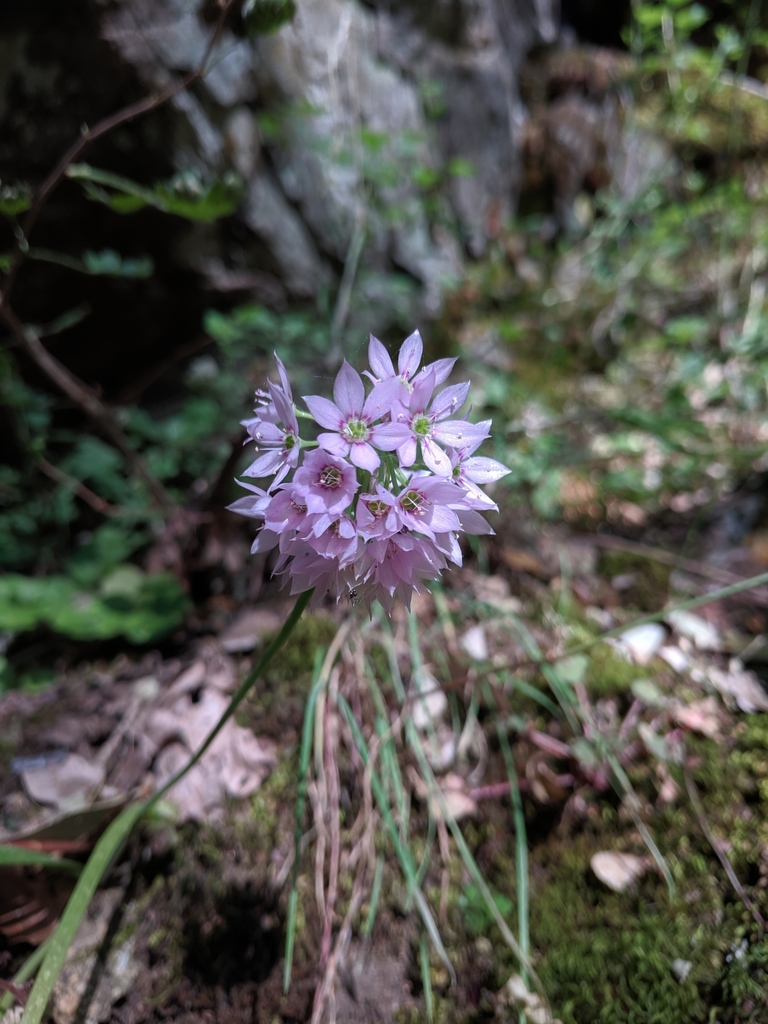 Papery onion (Allium membranaceum)