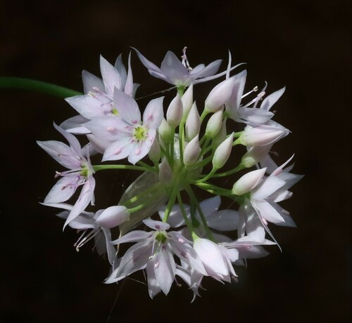 Papery onion (Allium membranaceum)