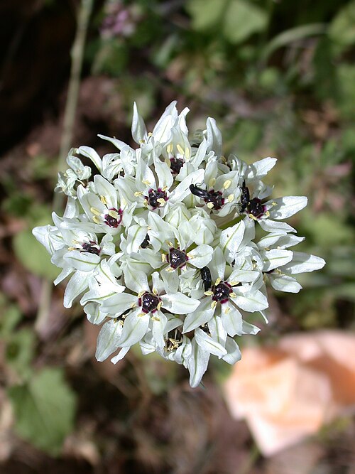 Allium meronense: Allium meronense Fragman & R.M. Fritsch (שום הגליל), Upper Galilee, Israel, April 2008.
