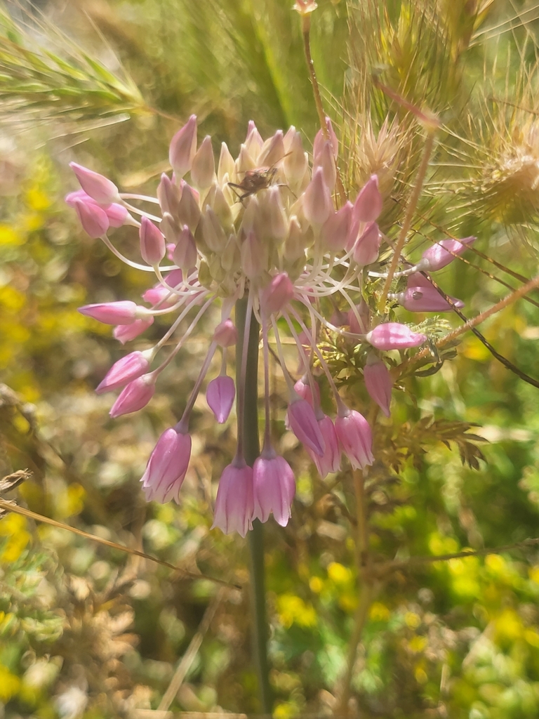 Allium meteoricum (Allium meteoricum)