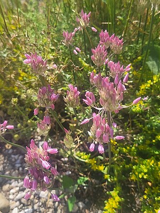 Allium meteoricum: A clump of Allium meteoricum, photographed in Greece.