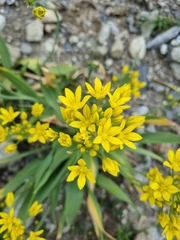 Lily leek (Allium moly)