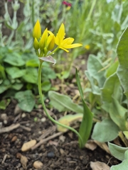 Lily leek (Allium moly)
