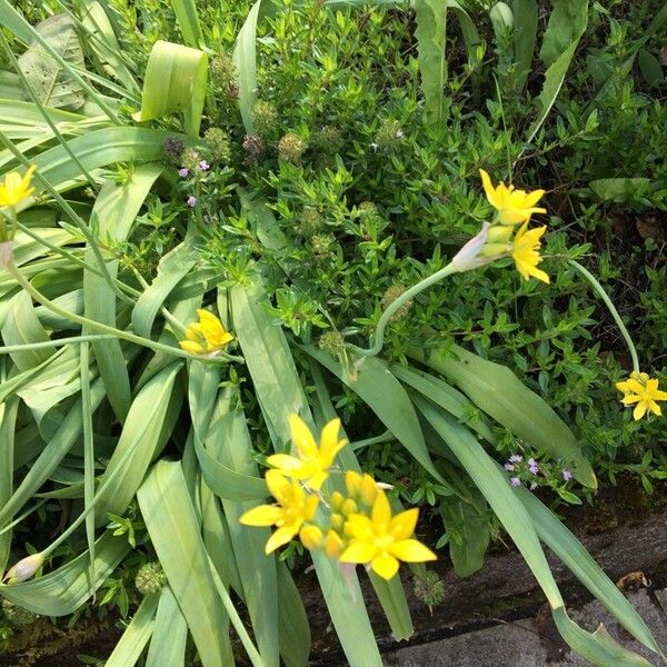 Lily leek (Allium moly)