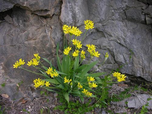 Lily leek (Allium moly)