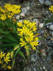 Lily leek (Allium moly)