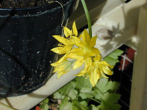 Lily leek: allium molly