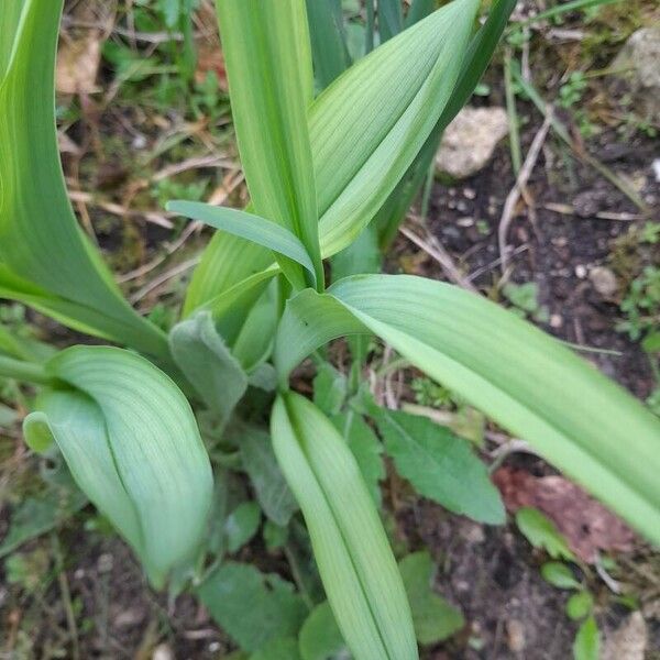 Lily leek (Allium moly)