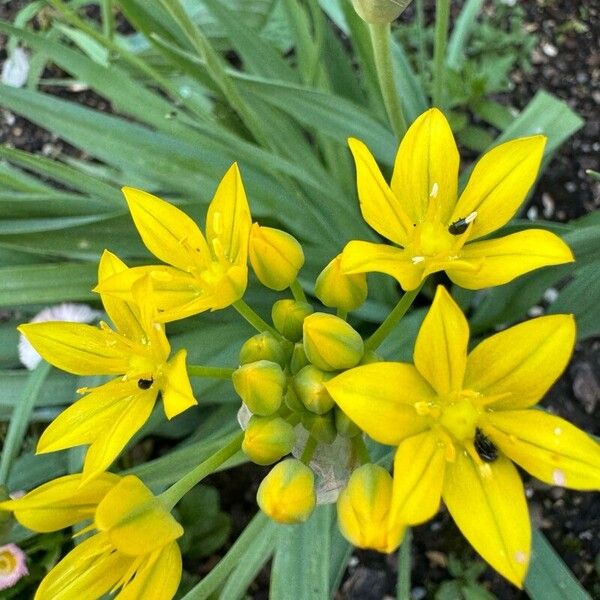 Lily leek (Allium moly)